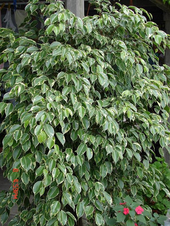 Variegated Ficus, Ficus, Variegated Weeping Fig
